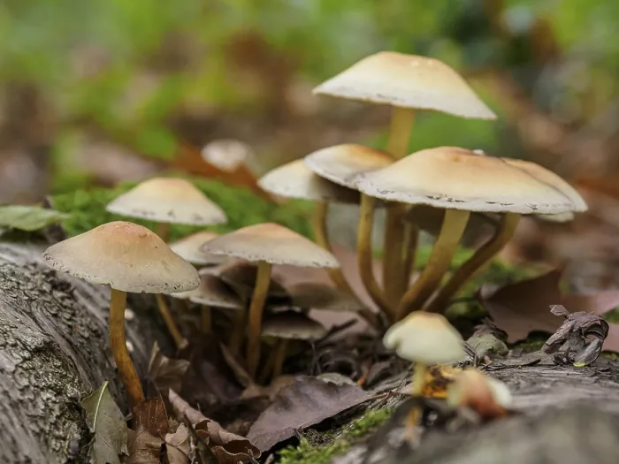 Framed Print : Mushrooms growing on a tree trunk in the forest Framed Print : Mushrooms growing on a tree trunk in the forest