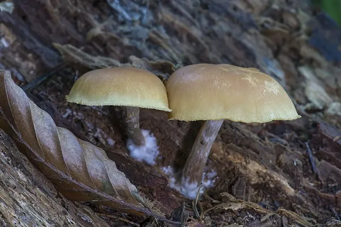 Framed Print : Mushrooms in mixed forest, Bavaria