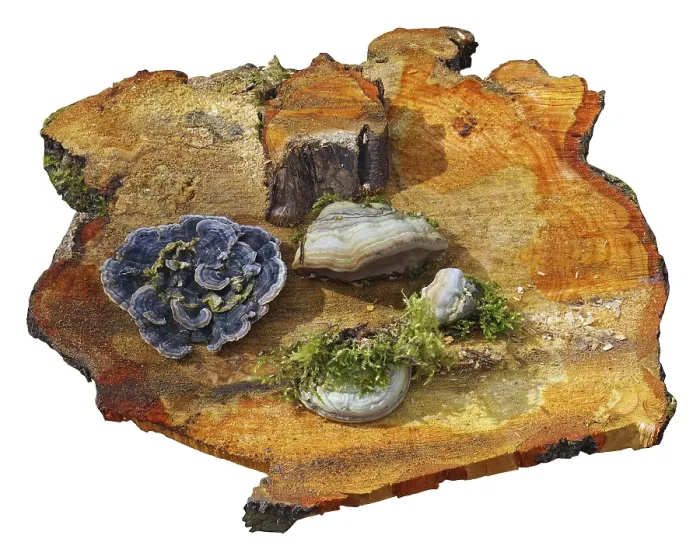 Framed Print : Mushrooms and moss are located on a fresh wet saw cut of an old pine tree