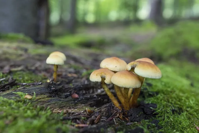 Framed Print : Mushrooms and mosses grow on the rotten tree trunks in the forest