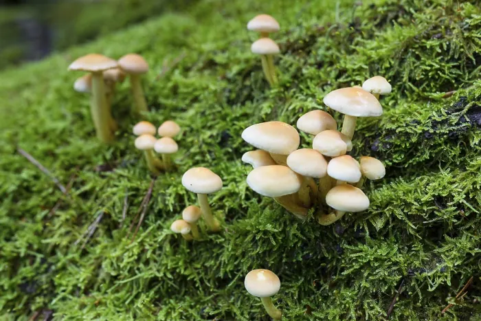 Framed Print : Mushrooms and mosses grow on the rotten tree trunks in the forest Framed Print : Mushrooms and mosses grow on the rotten tree trunks in the forest
