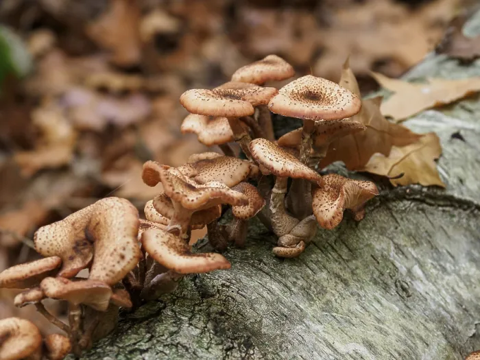 Framed Print : Several mushrooms nestling on a tree trunk Framed Print : Several mushrooms nestling on a tree trunk