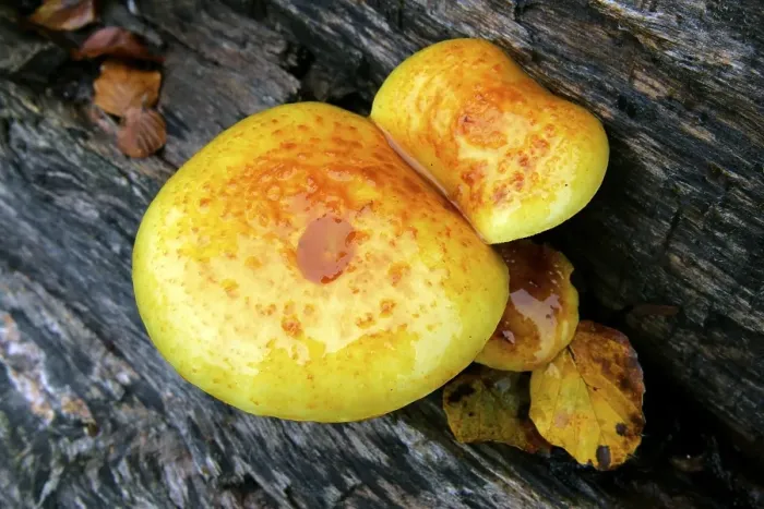 Framed Print : Mushrooms (Pholiota adiposa)