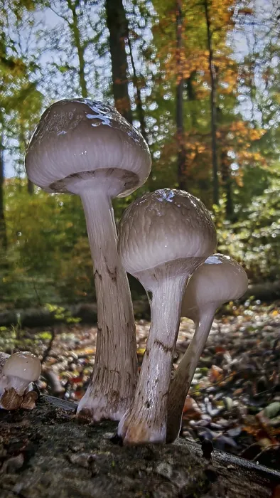 Framed Print : Mushrooms Scheidenstreiflinge (amanita crocea) grow from a tree trunk in autumn forest