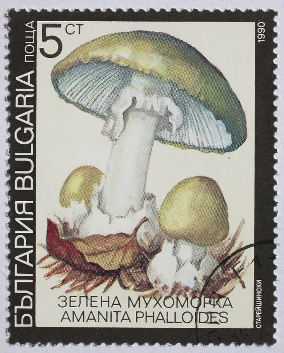 Framed Print : Mushrooms as stamp motif, Amanita phalloides Framed Print : Mushrooms as stamp motif, Amanita phalloides