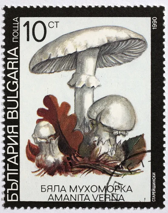 Framed Print : Mushrooms as a stamp motif, Amanita verna Framed Print : Mushrooms as a stamp motif, Amanita verna