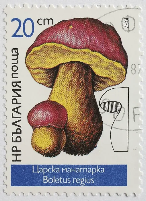 Framed Print : Mushrooms as stamp motif, Boletus regius