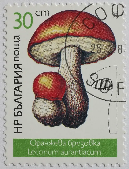 Framed Print : Mushrooms as stamp motif, Leccinum aurantiacum