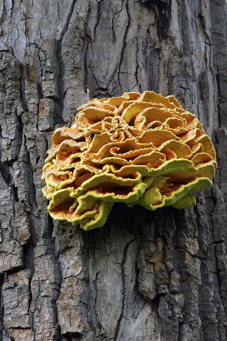 Framed Print : Mushrooms Sulphur Polypore (Laetiporus sulphureus)