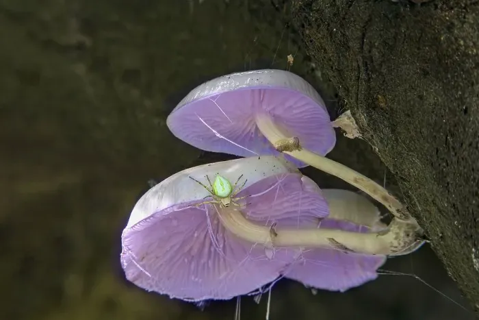 Framed Print : Mushrooms on a tree with spider, spider AI