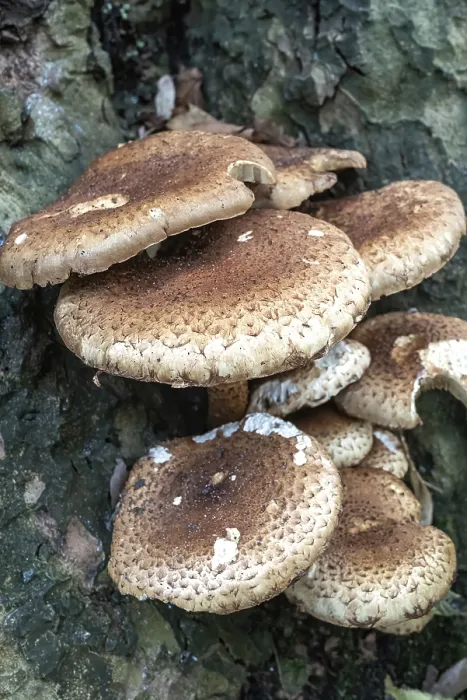 Framed Print : Mushrooms in the woods on a tree Framed Print : Mushrooms in the woods on a tree