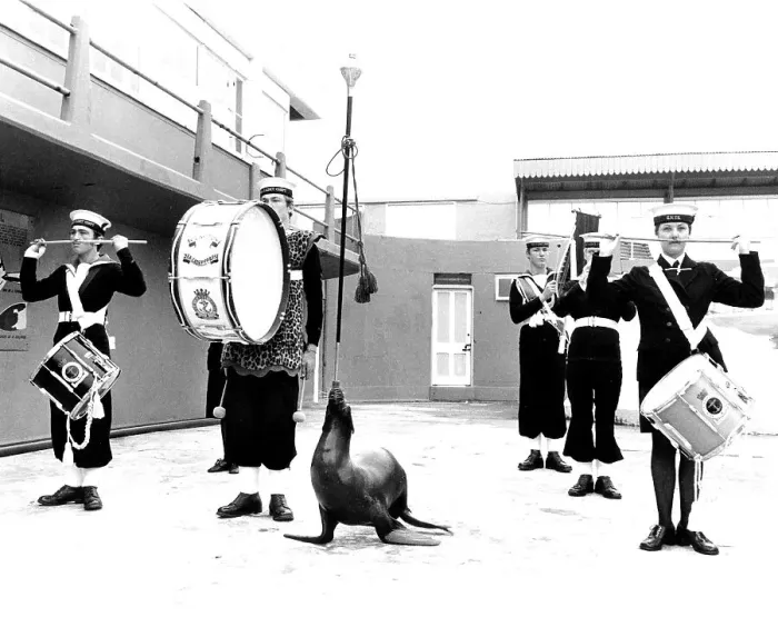 Framed Print : Music group with sea lion, England, Great Britain Framed Print : Music group with sea lion, England, Great Britain