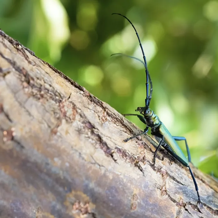 Framed Print : Musk beetle (Aromia moschata) on a tree trunk in summer in the wild