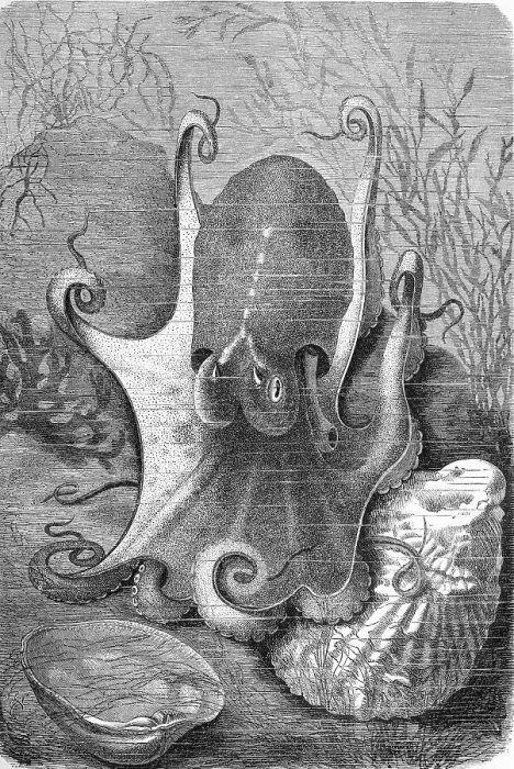 Framed Print : Musk octopus, Eledone moschata is a small cephalopod from the genus Eledone