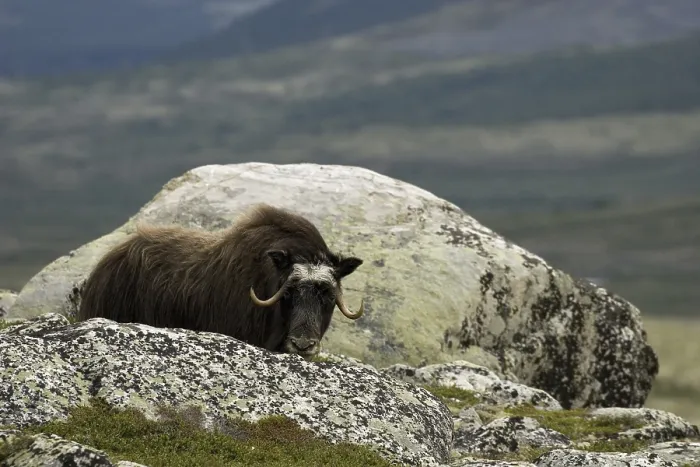 Framed Print : Musk ox Bisamox sheep ox (Ovibus moschatus)