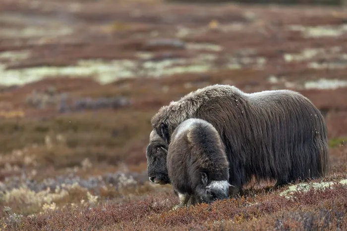 Framed Print : A musk ox bull (Ovibos moschatus) has joined a calf