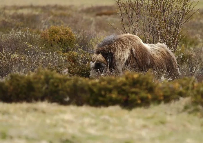 Framed Print : Musk ox, Ovibos moschatus, bull