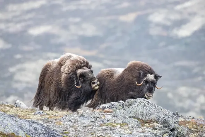 Framed Print : Musk ox (Ovibos moschatus), bull with female Framed Print : Musk ox (Ovibos moschatus), bull with female
