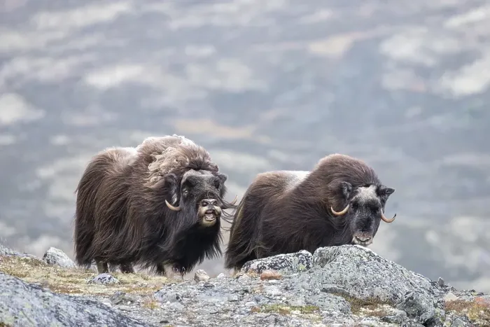Framed Print : Musk ox (Ovibos moschatus), bull with female Framed Print : Musk ox (Ovibos moschatus), bull with female