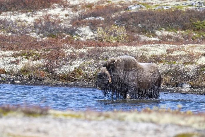 Framed Print : Musk ox (Ovibos moschatus), bull goes to sea Framed Print : Musk ox (Ovibos moschatus), bull goes to sea