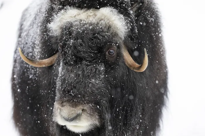 Framed Print : Musk ox (Ovibos moschatus) (C)