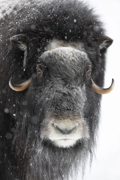Framed Print : Musk ox (Ovibos moschatus) (C)