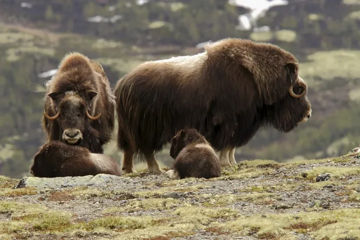 Framed Print : Musk ox Ovibos moschatus two cows with calves