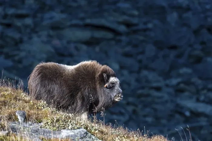 Framed Print : Musk ox (Ovibos moschatus), female standing on a slope