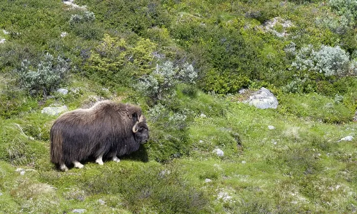 Framed Print : Musk ox (Ovibos moschatus) in the fjell