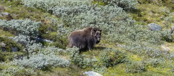 Framed Print : Musk ox (Ovibos moschatus) in the fjell Framed Print : Musk ox (Ovibos moschatus) in the fjell