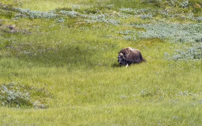 Framed Print : Musk ox (Ovibos moschatus) in the fjell