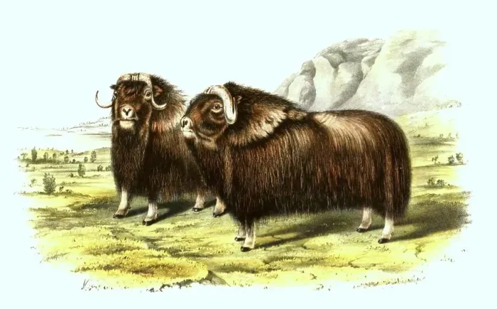 Framed Print : Musk ox (Ovibos moschatus), also known as musk ox or sheep ox