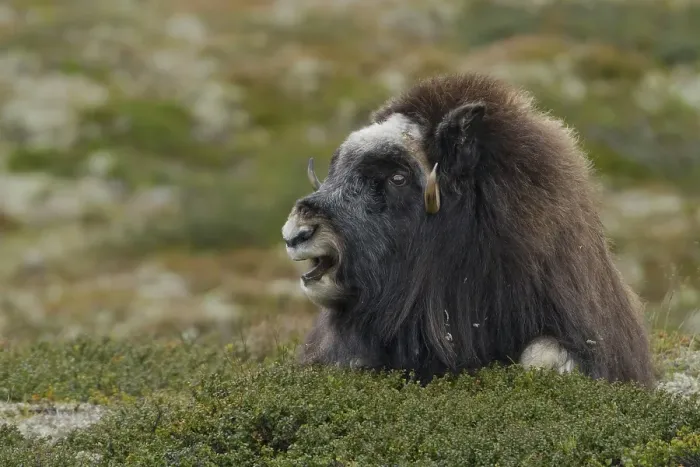 Framed Print : Musk ox (Ovibos moschatus), lying cow Framed Print : Musk ox (Ovibos moschatus), lying cow