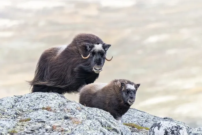 Framed Print : Musk ox (Ovibos moschatus), mother with young