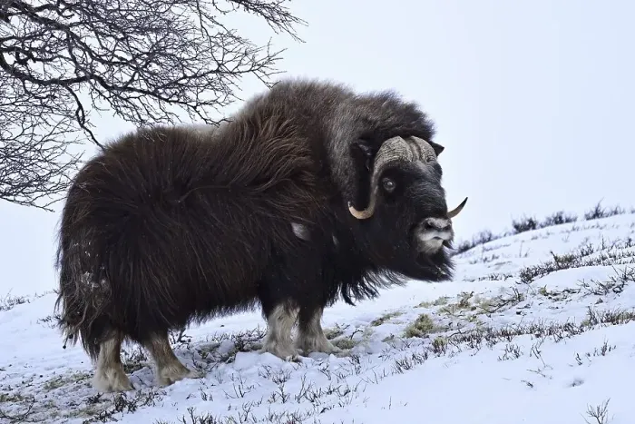 Framed Print : Musk ox (Ovibos moschatus) in the snow Framed Print : Musk ox (Ovibos moschatus) in the snow