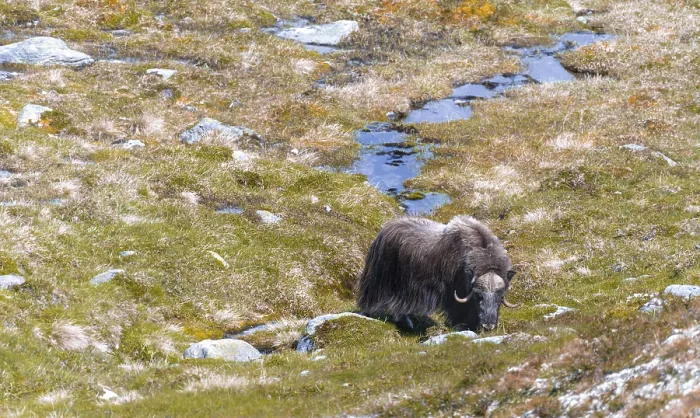 Framed Print : Musk ox (Ovibos moschatus) in the tundra