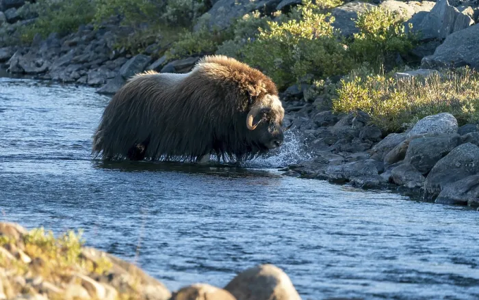 Framed Print : Musk ox (Ovibos moschatus), walking through a river in the tundra in Dovrefjell National Park Framed Print : Musk ox (Ovibos moschatus), walking through a river in the tundra in Dovrefjell National Park