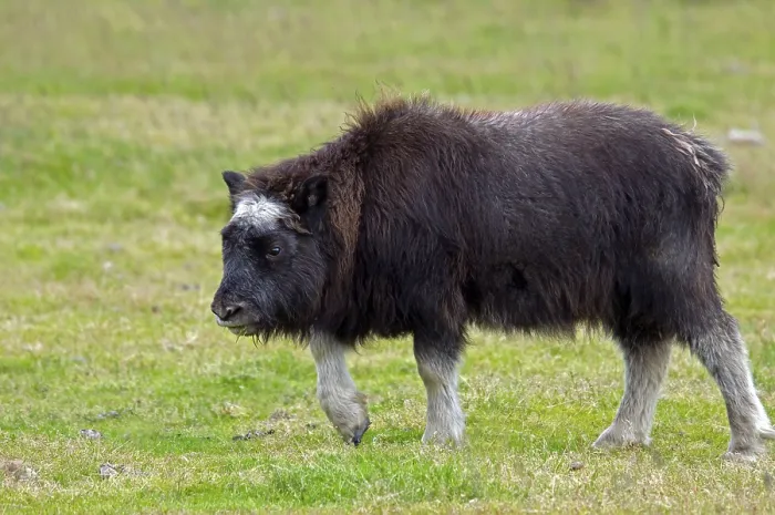 Framed Print : Musk Ox (Ovibos moschatus) young Framed Print : Musk Ox (Ovibos moschatus) young