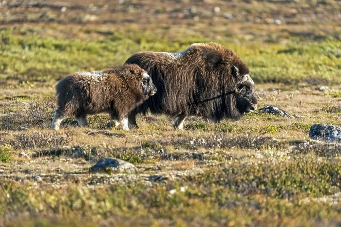 Framed Print : Musk ox (Ovibos moschatus), with young animal standing in the tundra in Dovrefjell National Park