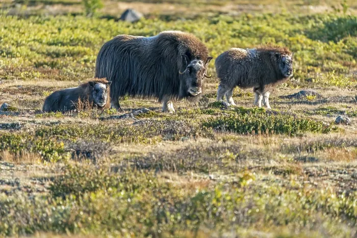 Framed Print : Musk ox (Ovibos moschatus), with young animals standing in the tundra in Dovrefjell National Park