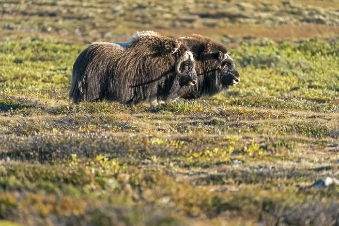 Framed Print : Two musk oxen (Ovibos moschatus)