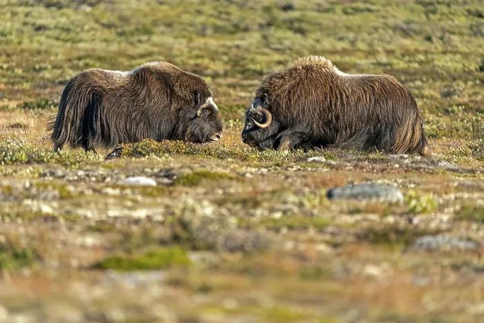Framed Print : Two musk oxen (Ovibos moschatus)