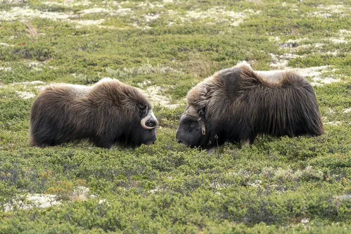 Framed Print : Two musk oxen (Ovibos moschatus)