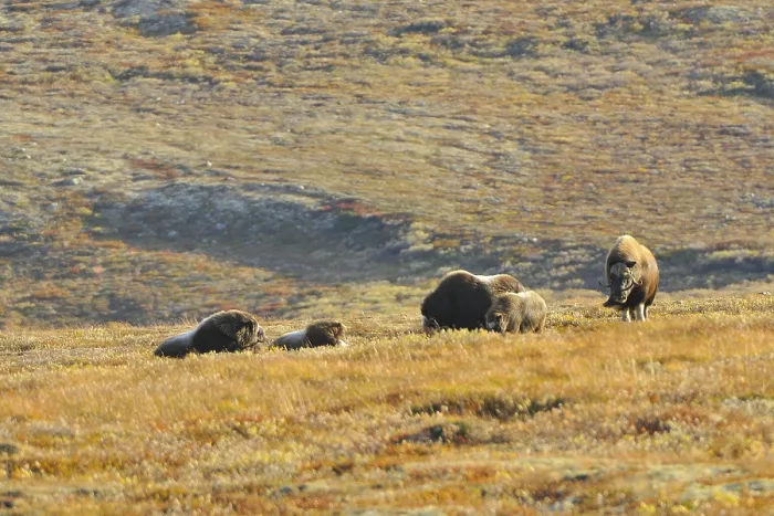 Framed Print : Musk oxen (Ovibos moschatus)