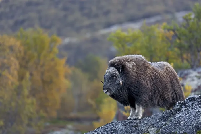 Framed Print : Musk oxen (Ovibos moschatus) Framed Print : Musk oxen (Ovibos moschatus)