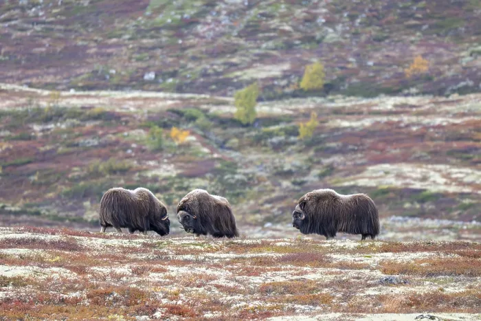Framed Print : Musk oxen (Ovibos moschatus), bulls in autumnal tundra Framed Print : Musk oxen (Ovibos moschatus), bulls in autumnal tundra