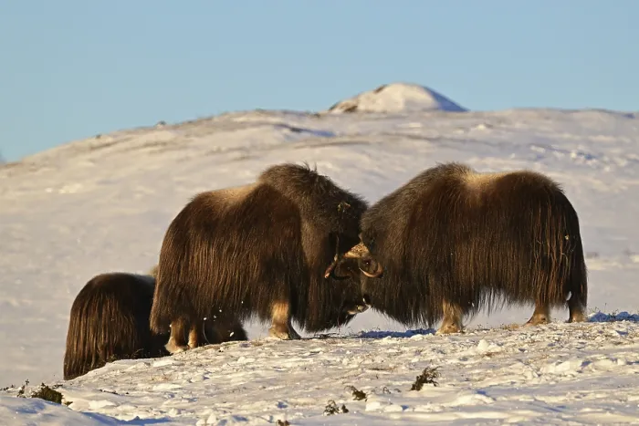 Framed Print : Musk oxen (Ovibos moschatus) head to head in the snow at sunrise