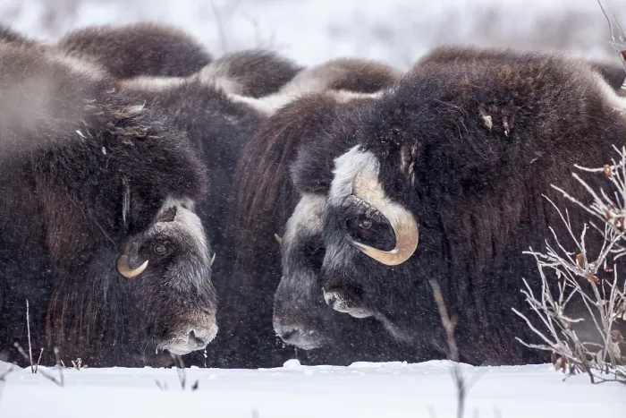 Framed Print : Musk oxen (Ovibos moschatus), herd in a snowstorm