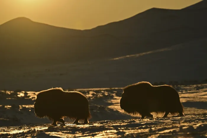 Framed Print : Two musk oxen (Ovibos moschatus) silhouetted in the snow at sunset