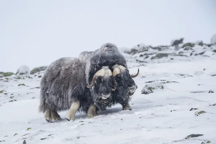 Framed Print : Musk oxes (Ovibos moschatus), two males in a snowstorm Framed Print : Musk oxes (Ovibos moschatus), two males in a snowstorm